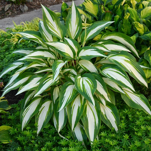 Hosta Cool as a Cucumber, Variegated Plantain lily, Plantain Lily 'Cool as a Cucumber', Shade perennials, Plants for shade